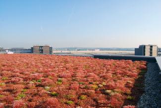 Large green roof area with sedum